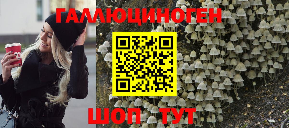 Галлюциногенные грибы Psilocybine cubensis Барабинск